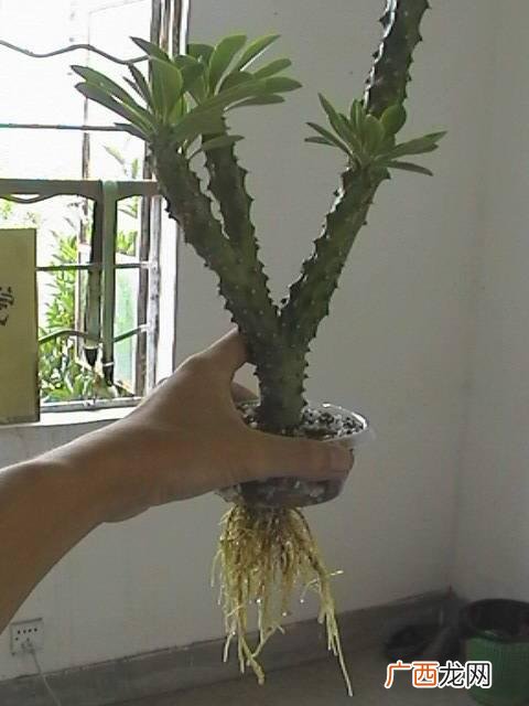 水培植物怎么养,水培植物创业