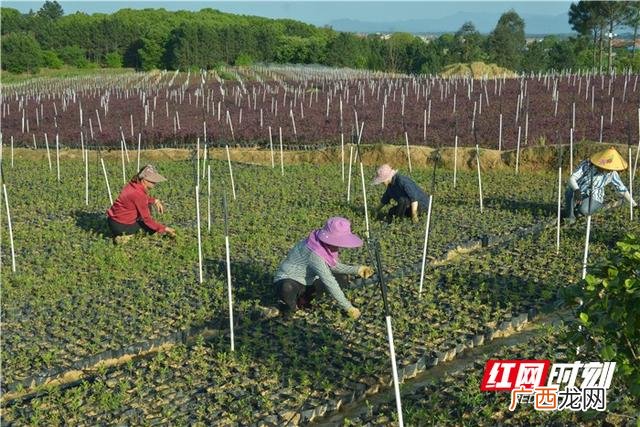 农民回乡创业找哪个部门,农民回乡创业图片