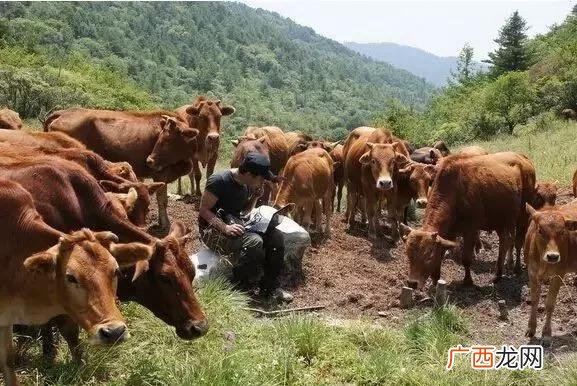 养牛散养好还是圈养好,种牧草卖合算吗
