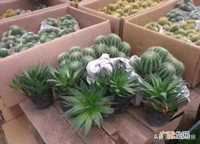 武汉女装在哪里拿货便宜,武汉批发零食哪里最便宜