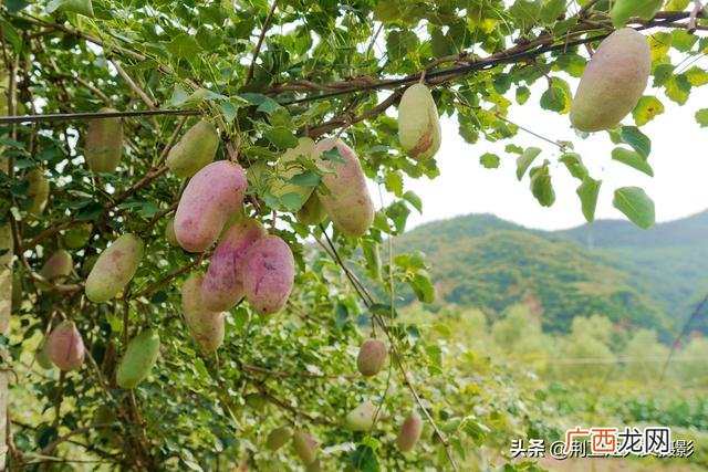 农村创业致富门路有哪些 云南农村赚钱项目