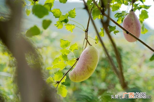 农村创业致富门路有哪些 云南农村赚钱项目