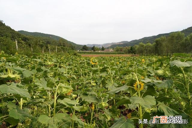 农村创业致富门路有哪些 云南农村赚钱项目