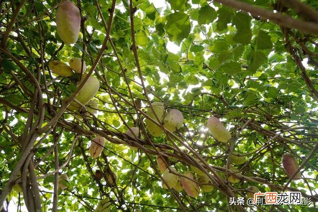 农村创业致富门路有哪些 云南农村赚钱项目