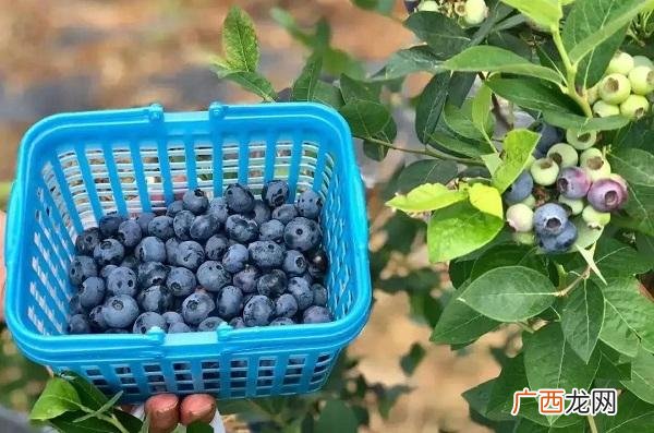 水果捞宣传文案,鲜果茶文案