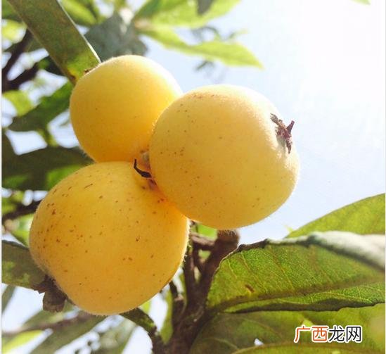 水果捞宣传文案,鲜果茶文案