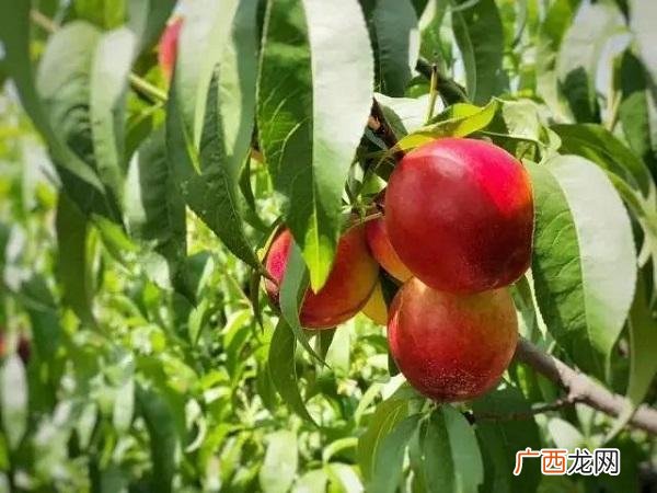 水果捞宣传文案,鲜果茶文案