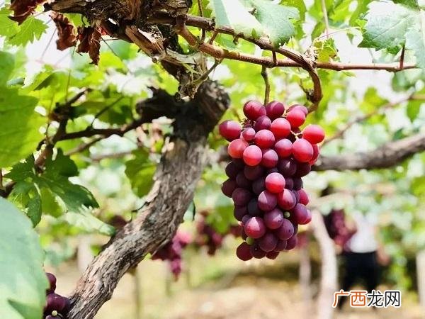 水果捞宣传文案,鲜果茶文案
