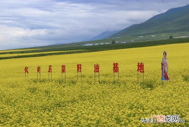 小作坊榨菜籽油安全吗 私人作坊榨油安全吗