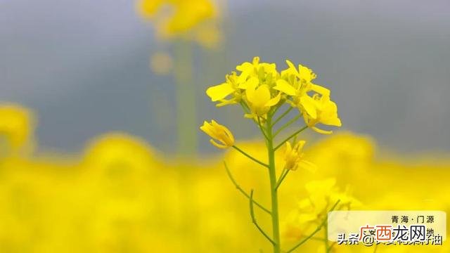 小作坊榨菜籽油安全吗 私人作坊榨油安全吗