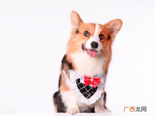 什么狗异味小不掉毛,什么小狗不掉毛好养