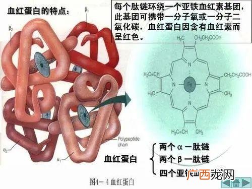 正常血色素指标是多少,这两个项目指标高什么问题,严重吗!-