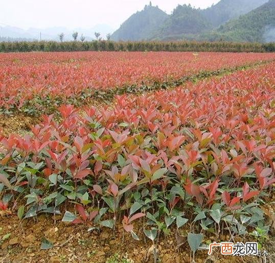 新型农业种植项目,农业种植创业