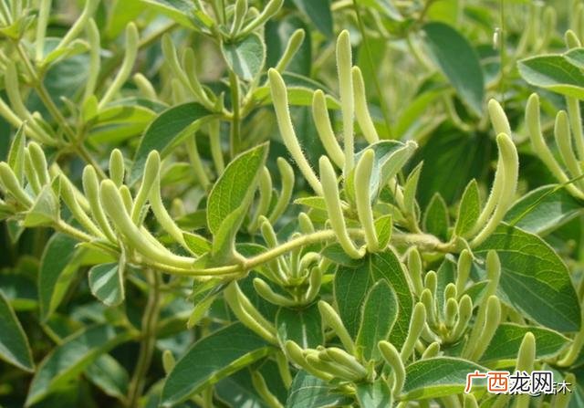 新型农业种植项目,农业种植创业
