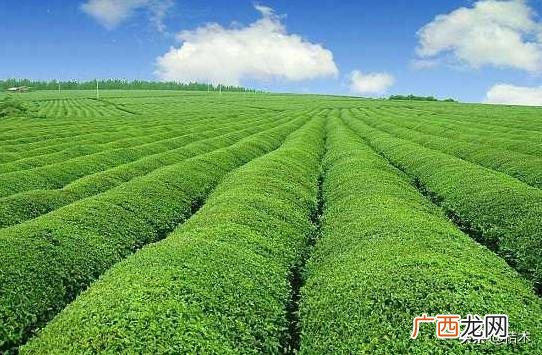 新型农业种植项目,农业种植创业