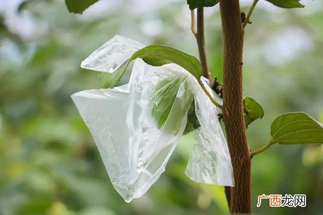 台湾牛奶蜜枣好吃吗,台湾牛奶枣