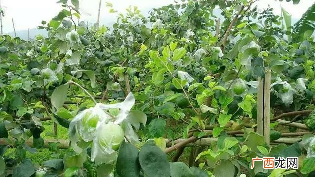 台湾牛奶蜜枣好吃吗,台湾牛奶枣