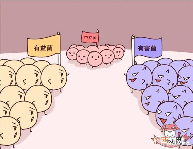 代糖有热量吗,甜菊糖热量