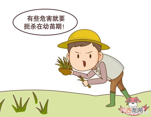 代糖有热量吗,甜菊糖热量