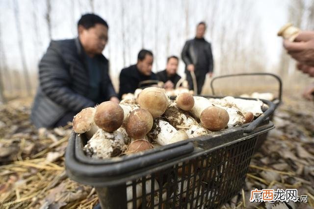 下载农村创业致富网,百姓创业致富网