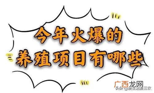 农村创业 创业搞养殖干什么最好