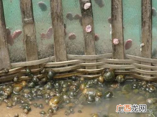 农村创业 创业搞养殖干什么最好