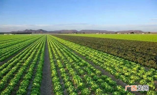未来10大暴利种植,新型农业创业项目