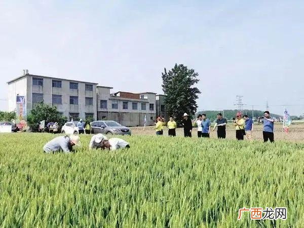 未来10大暴利种植,新型农业创业项目