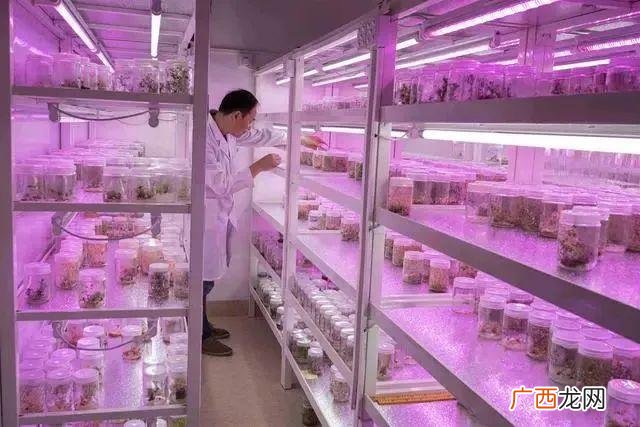 未来10大暴利种植,新型农业创业项目