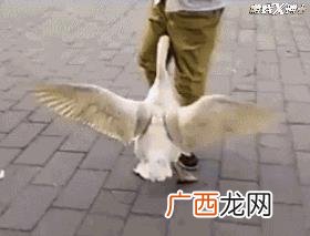在线3d动物模拟内购破解版,野生动物模拟器无限金币钻石