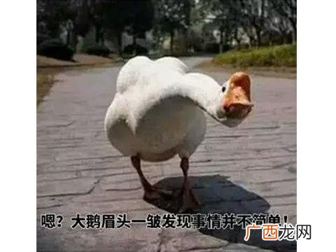 在线3d动物模拟内购破解版,野生动物模拟器无限金币钻石