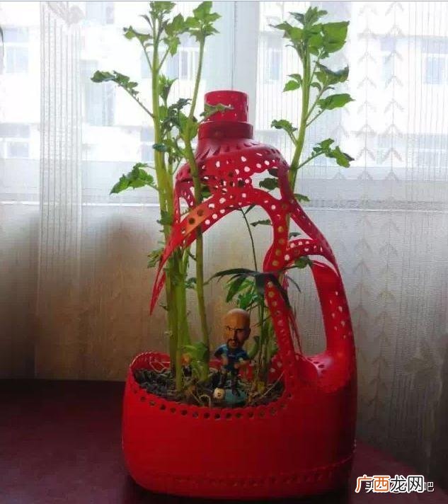 洗衣液桶改造花盆简单教程,洗衣液瓶改花盆的制作过程