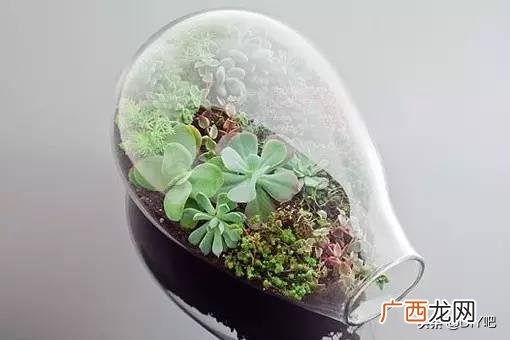 洗衣液桶改造花盆简单教程,洗衣液瓶改花盆的制作过程