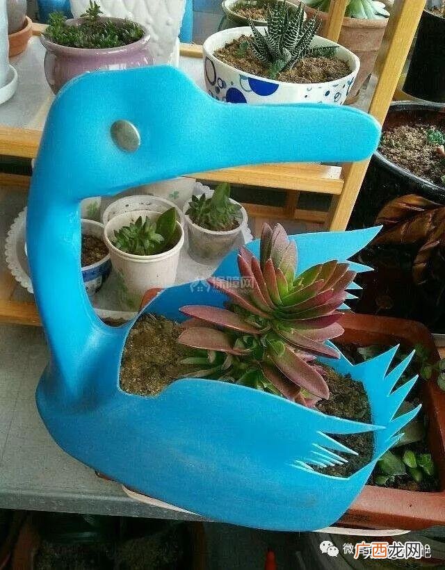 洗衣液桶改造花盆简单教程,洗衣液瓶改花盆的制作过程