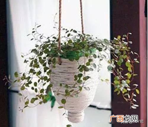 洗衣液桶改造花盆简单教程,洗衣液瓶改花盆的制作过程