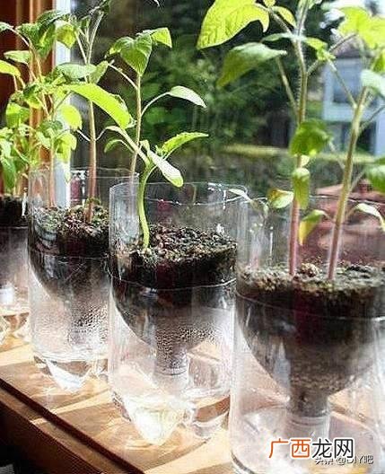 洗衣液桶改造花盆简单教程,洗衣液瓶改花盆的制作过程