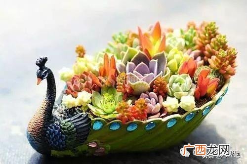 洗衣液桶改造花盆简单教程,洗衣液瓶改花盆的制作过程