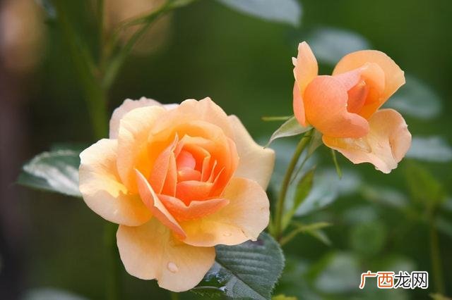 感动自己的励志句子,励志感动的句子