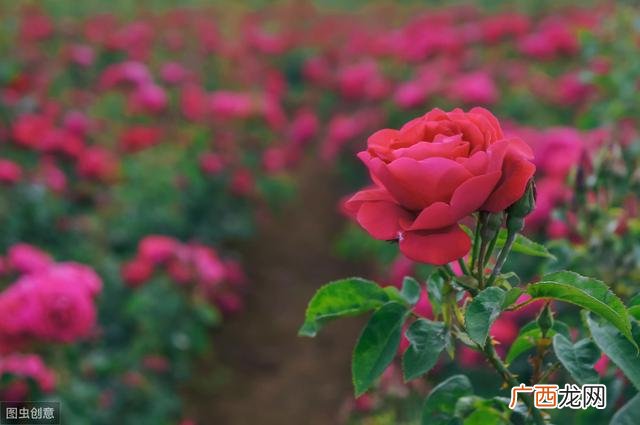 新兴产业创业项目 投资低金额创业新门路