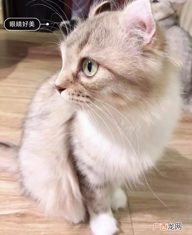 广东甜品店品牌排行榜,甜品店有哪些知名品牌