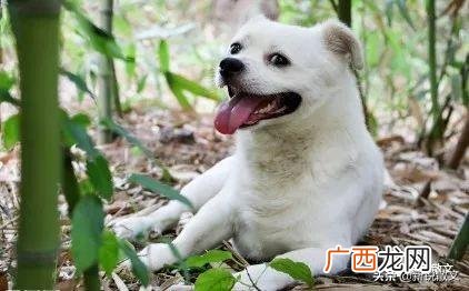 承包荒山致富项目 深山创业项目