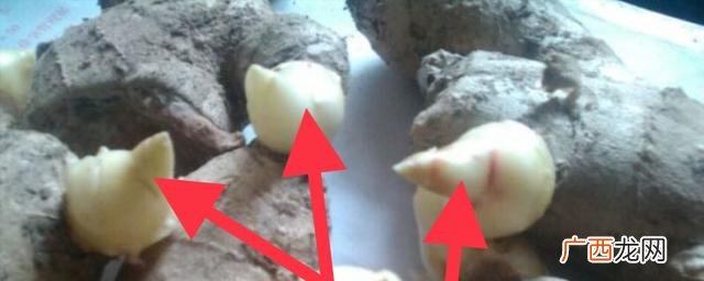生姜亩产量一般能达到多少 嫩姜种植亩产10万元