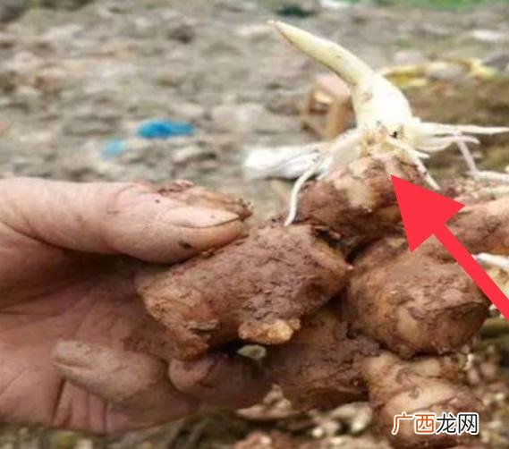 生姜亩产量一般能达到多少 嫩姜种植亩产10万元
