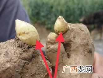 生姜亩产量一般能达到多少 嫩姜种植亩产10万元