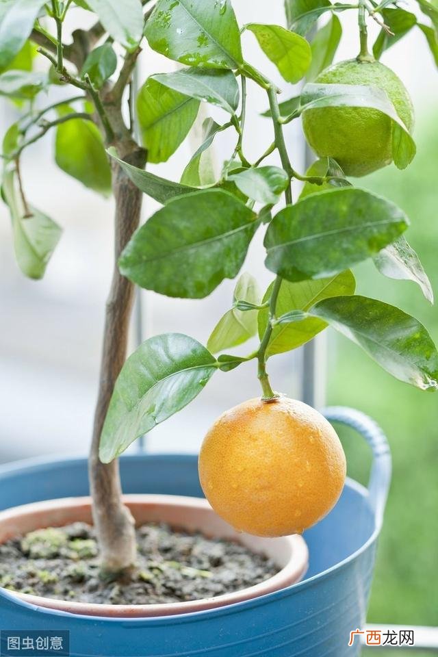 无人智能果蔬柜 骗局,无人智能果蔬机