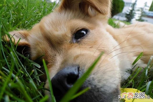 养土狗喂什么最好 回乡创业养殖土狗