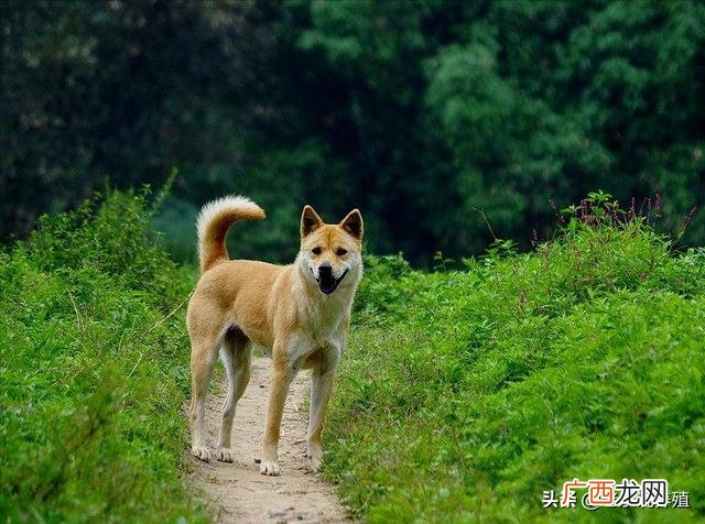 养土狗喂什么最好 回乡创业养殖土狗
