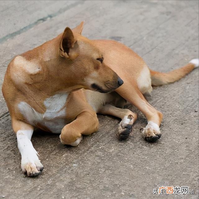 养土狗喂什么最好 回乡创业养殖土狗