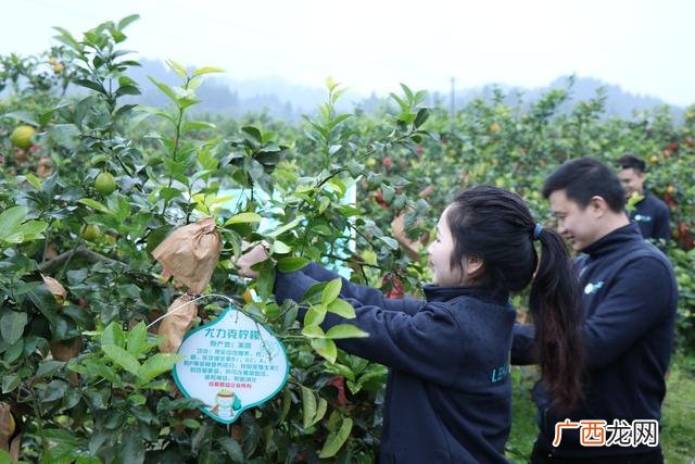 创业项目理由奶茶店 创业项目理由