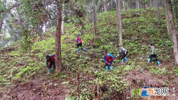 大山里面怎么致富 山上有什么可创业的